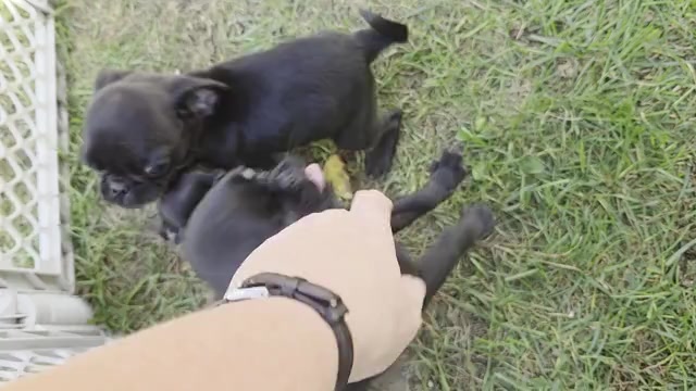 Video preview image #1 Pug Puppy For Sale in HILLSDALE, MI, USA