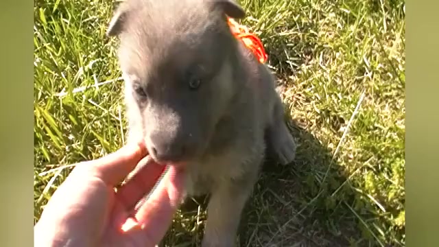 Video preview image #1 German Shepherd Dog Puppy For Sale in PIEDMONT, MO, USA