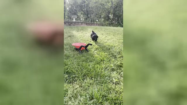 Video preview image #1 Goldendoodle Puppy For Sale in MATTHEWS, NC, USA