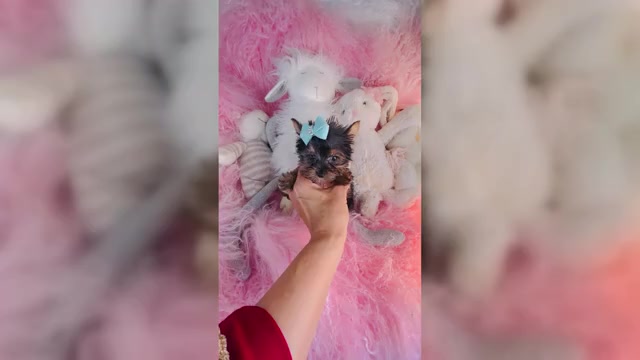 Video preview image #2 Yorkshire Terrier Puppy For Sale in MIAMI, FL, USA