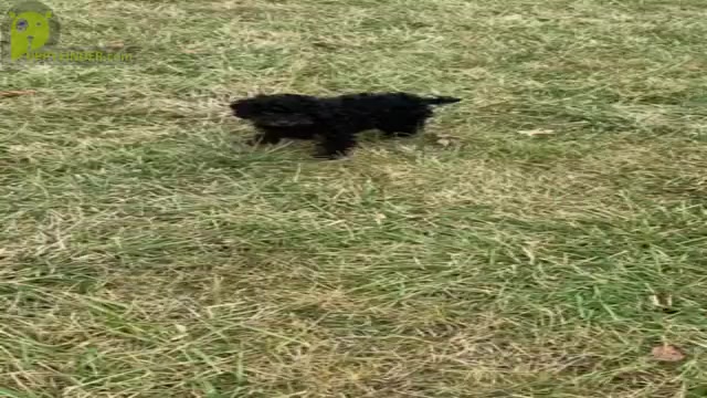 Video preview image #2 Poodle (Toy) Puppy For Sale in WARSAW, IN, USA