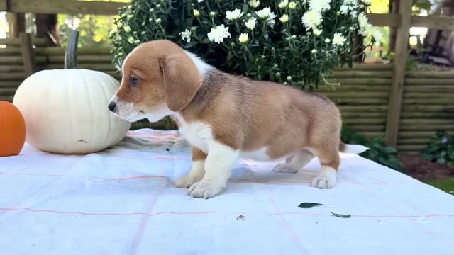 Video preview image #2 Dorgi Puppy For Sale in WAKARUSA, IN, USA