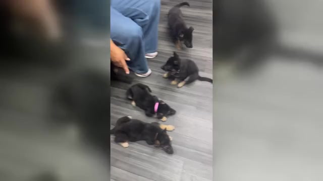 Video preview image #3 German Shepherd Dog Puppy For Sale in PLYMOUTH, IN, USA