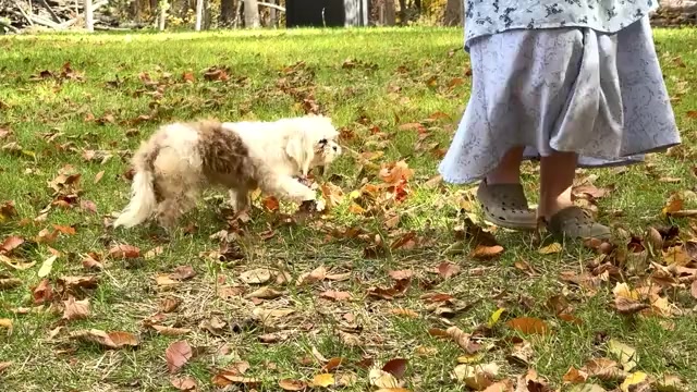 Video preview image #2 Shih Tzu Puppy For Sale in WAKARUSA, IN, USA