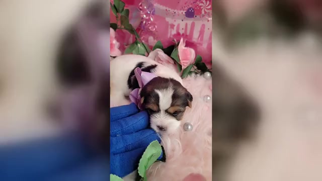Video preview image #1 Yorkshire Terrier Puppy For Sale in HARKER HEIGHTS, TX, USA