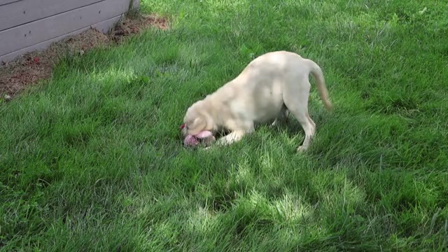 Video preview image #1 Labrador Retriever Puppy For Sale in SYRACUSE, IN, USA