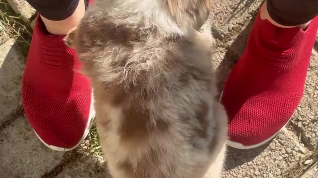 Video preview image #1 Miniature Australian Shepherd Puppy For Sale in ESCALON, CA, USA