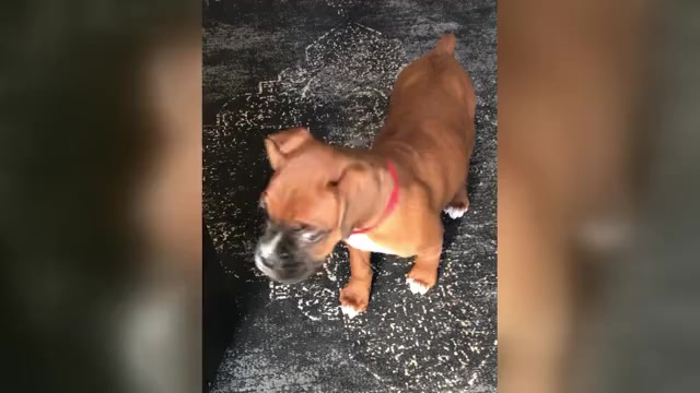 Video preview image #2 Boxer Puppy For Sale in APPLE CREEK, OH, USA