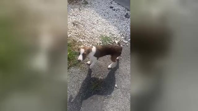 Video preview image #1 --Unknown Mix Puppy For Sale in UNION, WV, USA