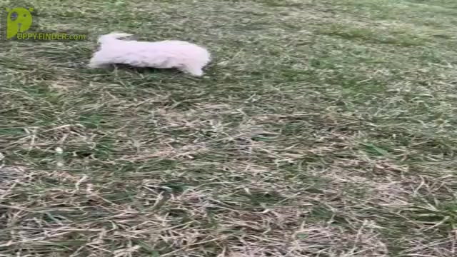 Video preview image #17 Maltipoo Puppy For Sale in WARSAW, IN, USA
