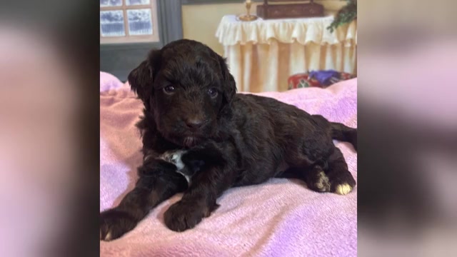 Video preview image #2  Breeder Profile in MORENO VALLEY, CA, USA