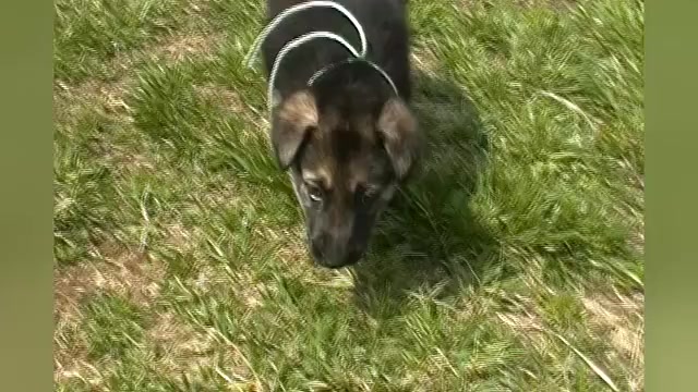 Video preview image #1 German Shepherd Dog Puppy For Sale in PIEDMONT, MO, USA