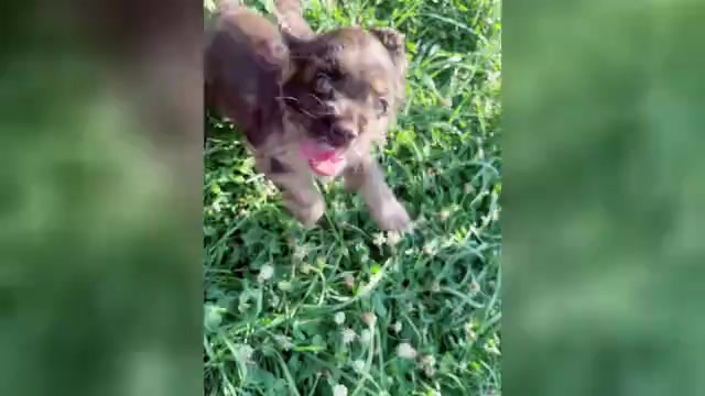 Video preview image #1 Cocker Spaniel Puppy For Sale in WARSAW, IN, USA