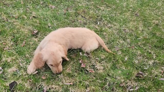 Video preview image #2 Golden Retriever Puppy For Sale in THOMASTON, ME, USA