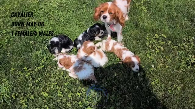 Video preview image #2 Cavalier King Charles Spaniel Puppy For Sale in GOSHEN, IN, USA