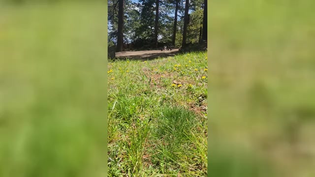 Video preview image #1 Poodle (Toy) Puppy For Sale in MORRISON, CO, USA