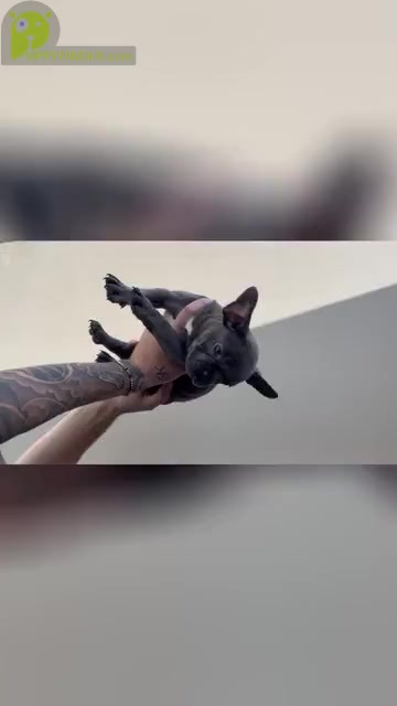 Video preview image #3 French Bulldog Puppy For Sale in SAN DIEGO, CA, USA