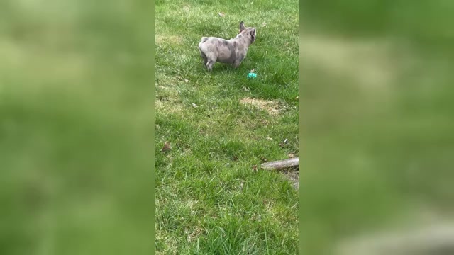 Video preview image #4 French Bulldog Puppy For Sale in NAUGATUCK, CT, USA