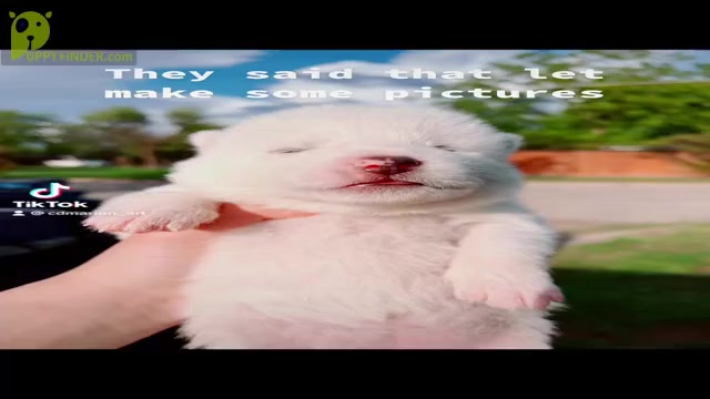 Video preview image #1 Akita Puppy For Sale in ARLINGTON, TX, USA