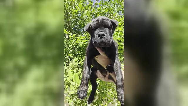 Video preview image #5 Cane Corso Puppy For Sale in LAS VEGAS, NV, USA