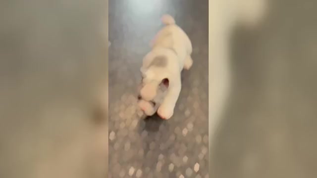 Video preview image #16 French Bulldog Puppy For Sale in WARSAW, IN, USA