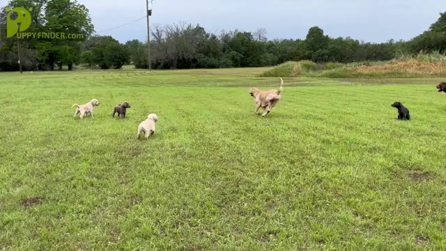 Video preview image #5  Breeder Profile in MORGAN, TX, USA