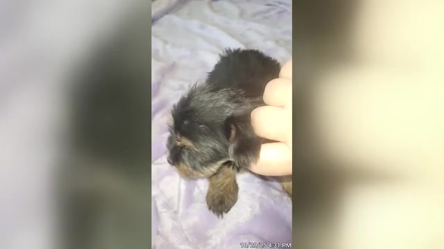 Video preview image #7 Yorkshire Terrier Puppy For Sale in AKRON, OH, USA