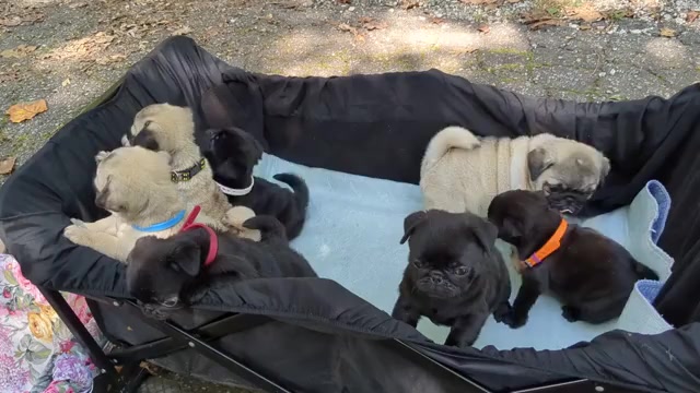Video preview image #4 Pug Puppy For Sale in GREENVILLE, SC, USA