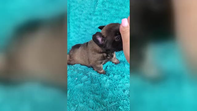 Video preview image #3 French Bulldog Puppy For Sale in LAS VEGAS, NV, USA