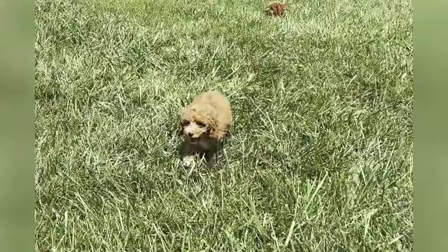 Video preview image #1 Poodle (Toy) Puppy For Sale in WARSAW, IN, USA