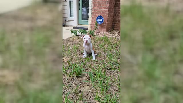 Video preview image #2  Breeder Profile in AUSTIN, TX, USA