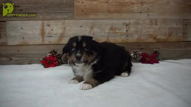Video preview image #4 Miniature Australian Shepherd Puppy For Sale in HUNTINGTON, UT, USA