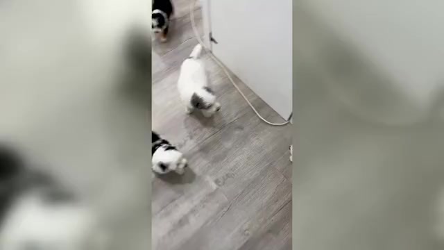 Video preview image #1 Sheepadoodle Puppy For Sale in MILLERSBURG, OH, USA