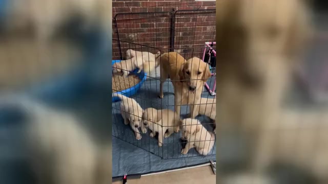Video preview image #1 Golden Retriever Puppy For Sale in BOILING SPGS, SC, USA