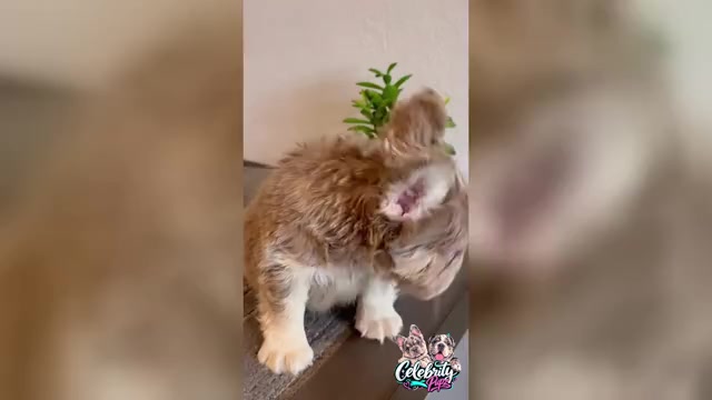 Video preview image #1 French Bulldog Puppy For Sale in ATHERTON, CA, USA