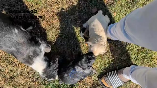 Video preview image #2 Cocker Spaniel Puppy For Sale in GOSHEN, IN, USA