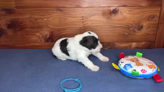 Video preview image #2 Schnauzer (Miniature) Puppy For Sale in BIG CABIN, OK, USA