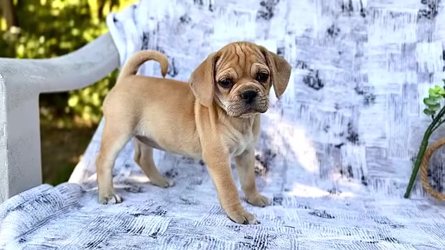 Video preview image #3 Puggle Puppy For Sale in WAKARUSA, IN, USA