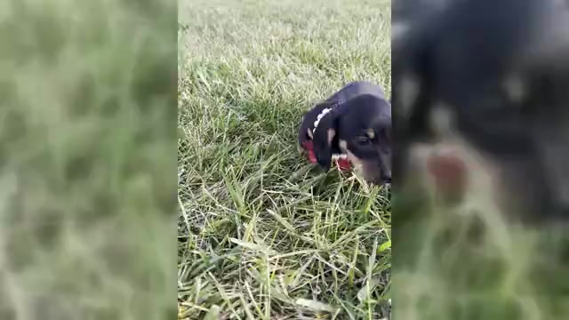 Video preview image #1 Dachshund Puppy For Sale in WARSAW, IN, USA