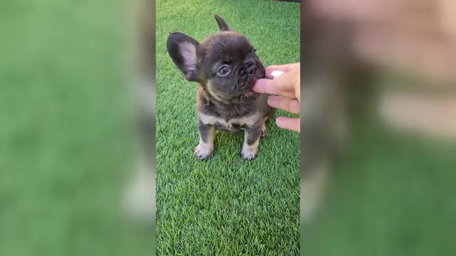 Video preview image #1 French Bulldog Puppy For Sale in LAS VEGAS, NV, USA