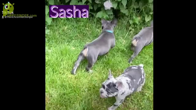 Video preview image #1 French Bulldog Puppy For Sale in PITTSBURGH, PA, USA