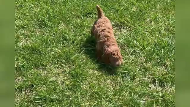 Video preview image #12 Goldendoodle (Miniature) Puppy For Sale in WARSAW, IN, USA