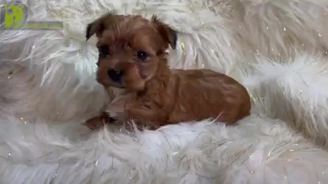 Video preview image #1 Yorkshire Terrier Puppy For Sale in HAYWARD, CA, USA