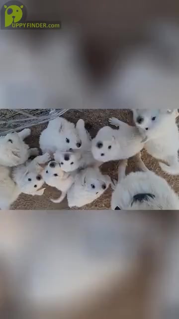 Video preview image #1 Great Pyrenees Puppy For Sale in KINGMAN, AZ, USA