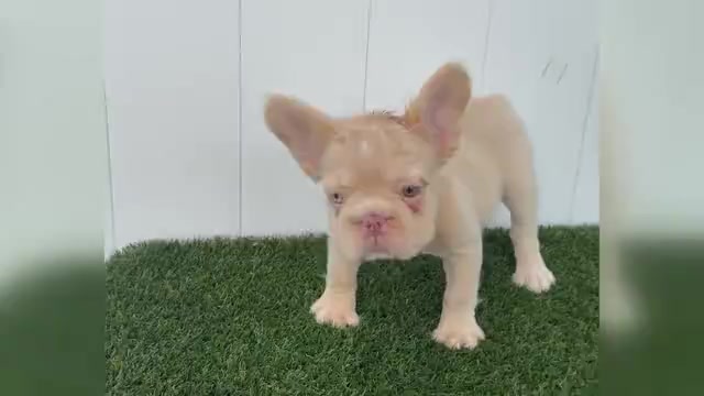 Video preview image #1 French Bulldog Puppy For Sale in PEMBROKE PINES, FL, USA