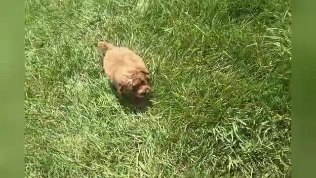 Video preview image #1 Poodle (Toy) Puppy For Sale in WARSAW, IN, USA