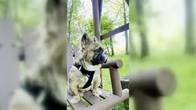 Video preview image #3 French Bulldog Puppy For Sale in OBERLIN, OH, USA