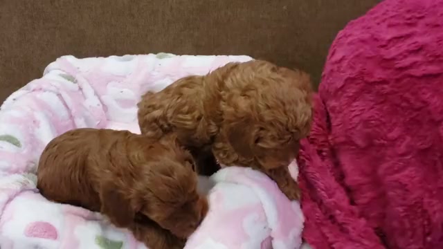 Video preview image #1 Goldendoodle (Miniature) Puppy For Sale in EVANS, GA, USA