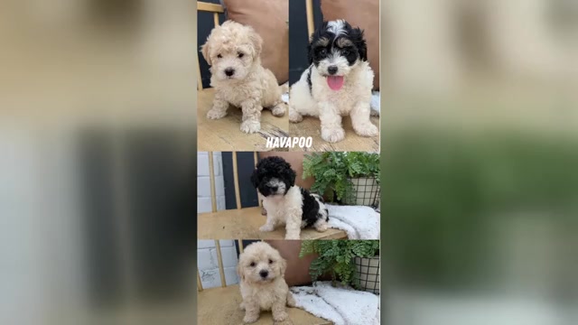 Video preview image #1 Poovanese Puppy For Sale in GOSHEN, IN, USA