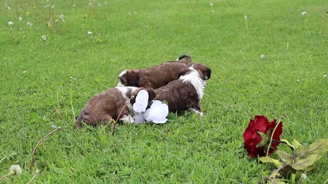 Video preview image #1 Cava-Tzu Puppy For Sale in THORP, WI, USA
